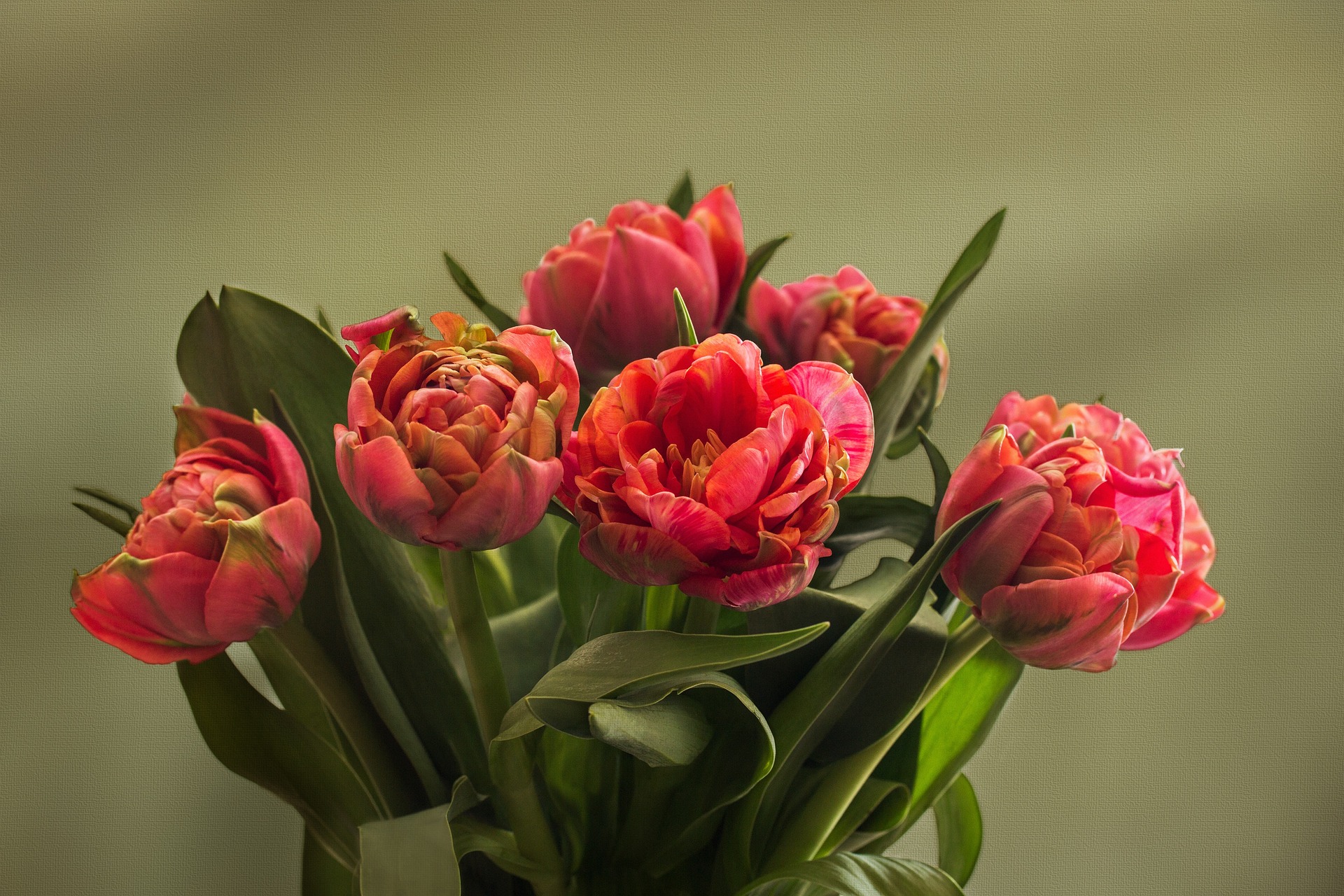 tulips-1997282_1920