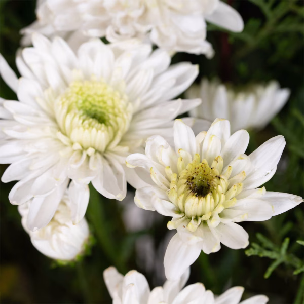 White Chrysanthemums Wreath in a Stand - Image 2