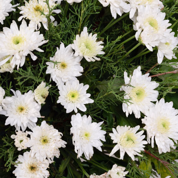 White Chrysanthemums Wreath in a Stand - Image 3