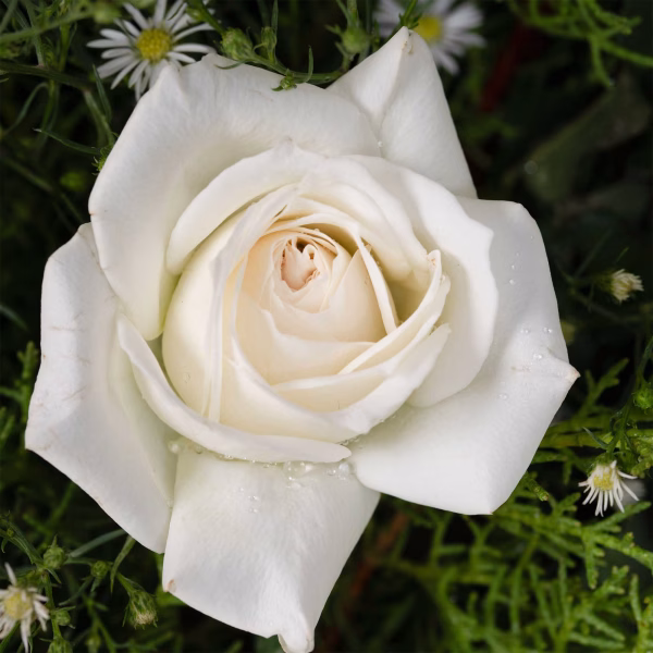 45 White Roses in a Stand - Image 2